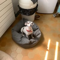 Pandore, chienne à adopter