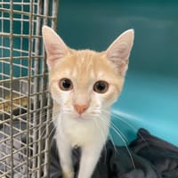 SITKA, chatte à adopter