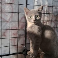 VAILLANTE, chatte à adopter