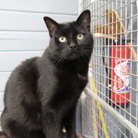 JOKER, chat à adopter