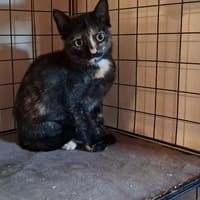 VALEXA, chatte à adopter