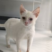 MOKA, chat à adopter