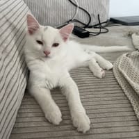 PANSY, chatte à adopter