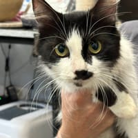 POMME, chatte à adopter