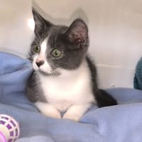 CHALUT, chatte à adopter