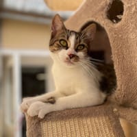 PATAMODELER, chat à adopter