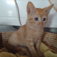 Papayou, chat à adopter