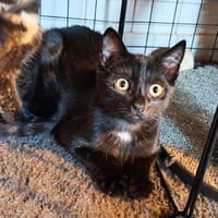 VALKO, chat à adopter