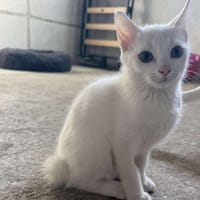 BIANCA, chatte à adopter