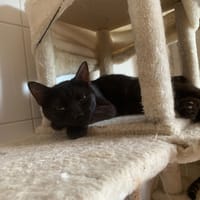 Zaho, chatte à adopter