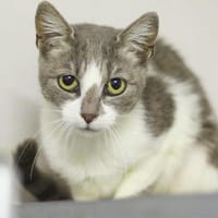 Baba, chatte à adopter