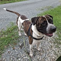 Sapristi, chien à adopter