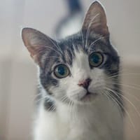 Pretty, chatte à adopter