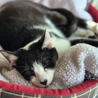 DROSOPHILE, chat à adopter