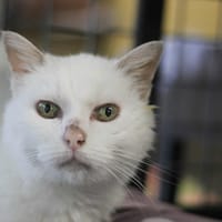 Maya, chatte à adopter