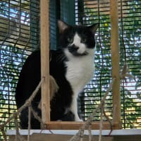 TENEBRIO, chat à adopter