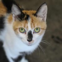 Bahia, chatte à adopter