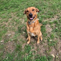 Snoopy, chien à adopter