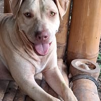 PHOENIX Croisée Labrador Femelle junior, chienne à adopter