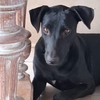 USLA, Femelle junior Berger Créole, chienne à adopter
