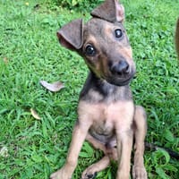 VOLTAIRE, chiot mâle Berger Créole, chien à adopter