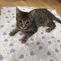 Speedy, chat à adopter