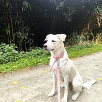 LILOU Berger Créole Femelle adulte, chienne à adopter