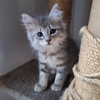 Aslinn, chatte à adopter