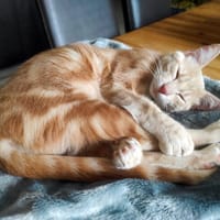 CLOVER-RON, chat à adopter