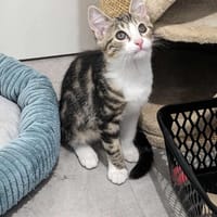 Aaron, chat à adopter