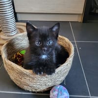 Hope, chatte à adopter