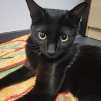 Zora, chatte à adopter
