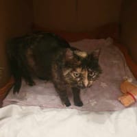 Anoukis, chatte à adopter