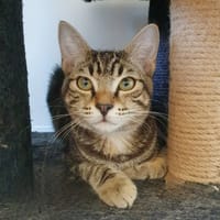 PITCHOUN, chat à adopter
