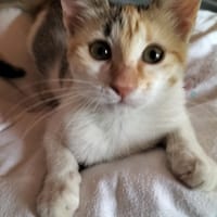 MACCHIA gattina dolcissima, gatto femmina da adottare