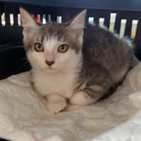 NAYA, chatte à adopter