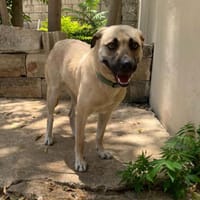 FOREST, chienne à adopter