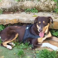 VICKY, chienne à adopter