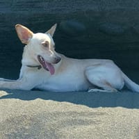 Bowie, chien à adopter