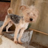 WHISKY, chien à adopter