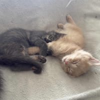DOLCE et GABBANA, chat à adopter