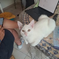 SIDONIE, chatte à adopter