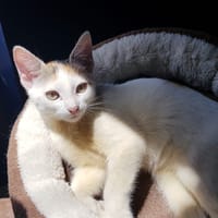 CHARLIE, chatte à adopter