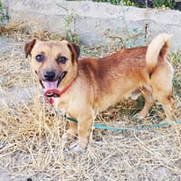 Antonio, perro en adopción