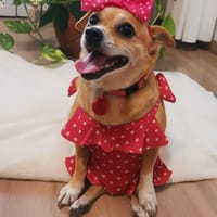 Berta, perra en adopción
