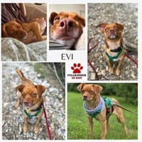 kleine Evi sucht eine Familie, Hündin zur Adoption