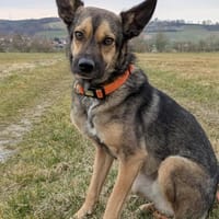 VANJO  2 Jahre 💜 sucht sein ZUHAUSE, Hund zur Adoption