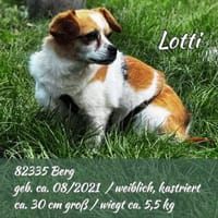 Lotti - kleine sanfte Hündin, Hündin zur Adoption