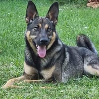 Balu ❤, Hund zur Adoption