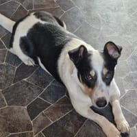 Kuschelfan Milo a.d. Tierschutz, Hund zur Adoption